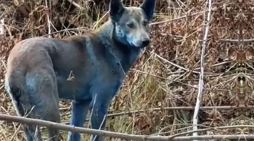 Fenómeno inusual en Chernóbil: animales con pelaje azul generan preocupación. Foto: captura de pantalla