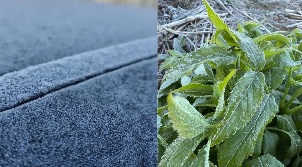 ¡Amanece con escarcha! Impresionante presencia de heladas en Xela y otros municipios. Fotos: redes sociales