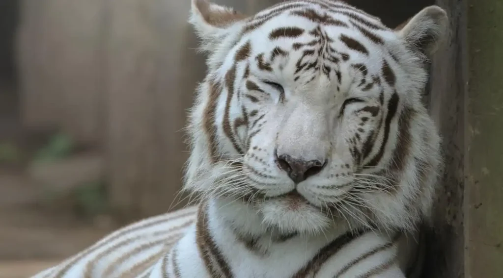 Fallece Romina, emblemática tigresa de Bengala del Zoológico La Aurora El Parque Zoológico Nacional La Aurora informa el fallecimiento de Romina, hembra de tigre de Bengala (Panthera tigris tigris) de 17 años de edad. Foto: Parque Zoológico Nacional La Aurora