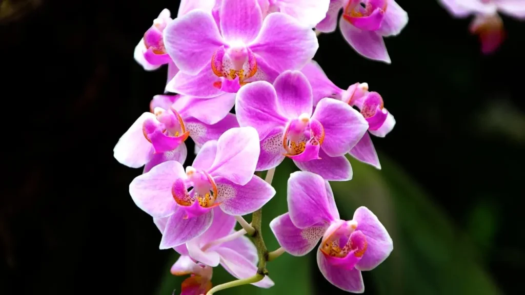 Orquideas. Foto: Ilustrativa/Pixabay