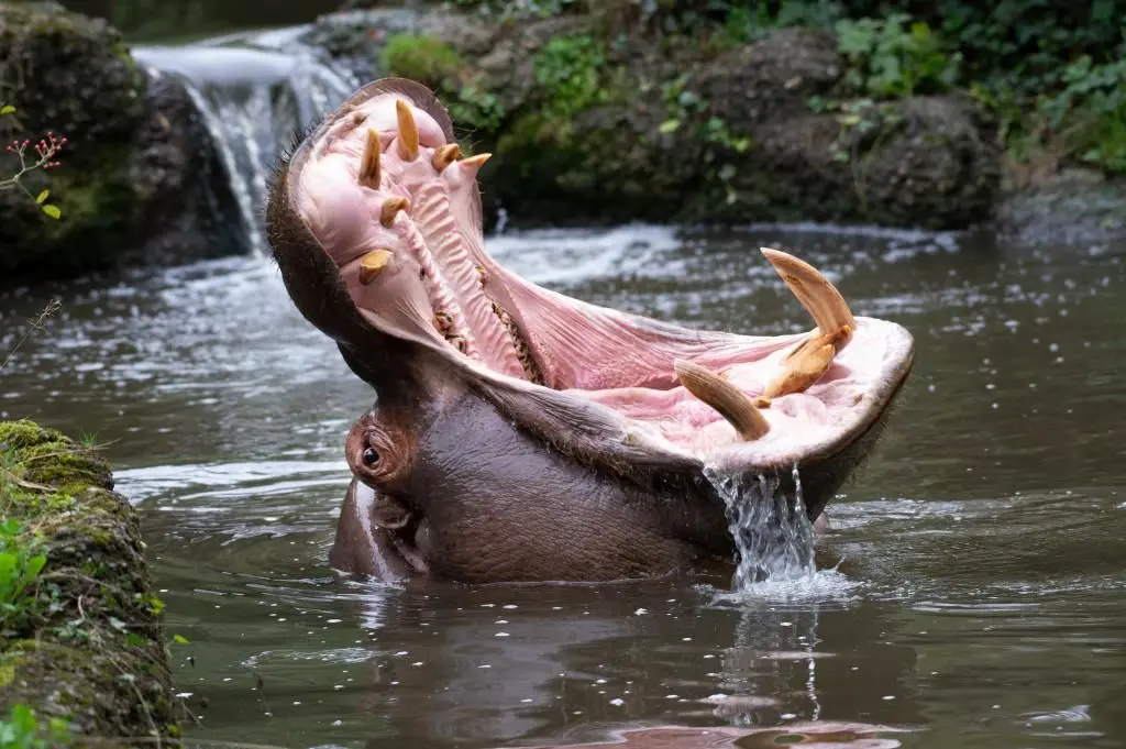 El fin de una era para los hipopótamos de Escobar