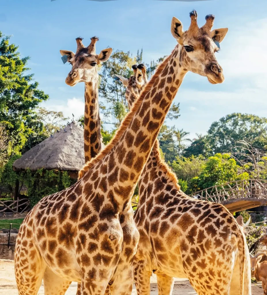 Tour Jilefante: la experiencia VIP que convierte tu visita en una aventura. Foto: Zoo La Aurora