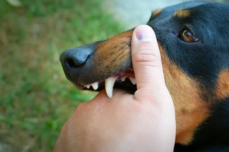 Cómo educar correctamente a tu mascota Perro bravo. Foto: Freepik
