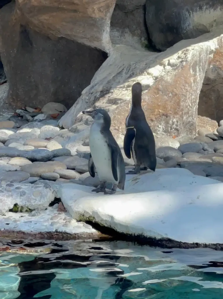Bebés pinguinos. Foto: Cortesía