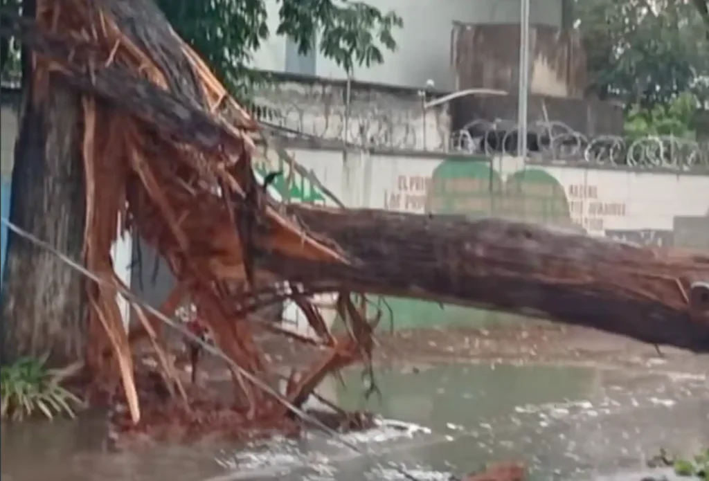 Fuertes lluvias derriban árbol y colapsan tránsito en avenida Hincapié
