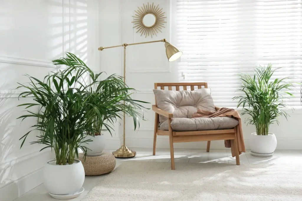 Estas son las plantas que ayudan a refrescar el hogar de forma natural Plantas en casa. Foto: Jardinería Domenech