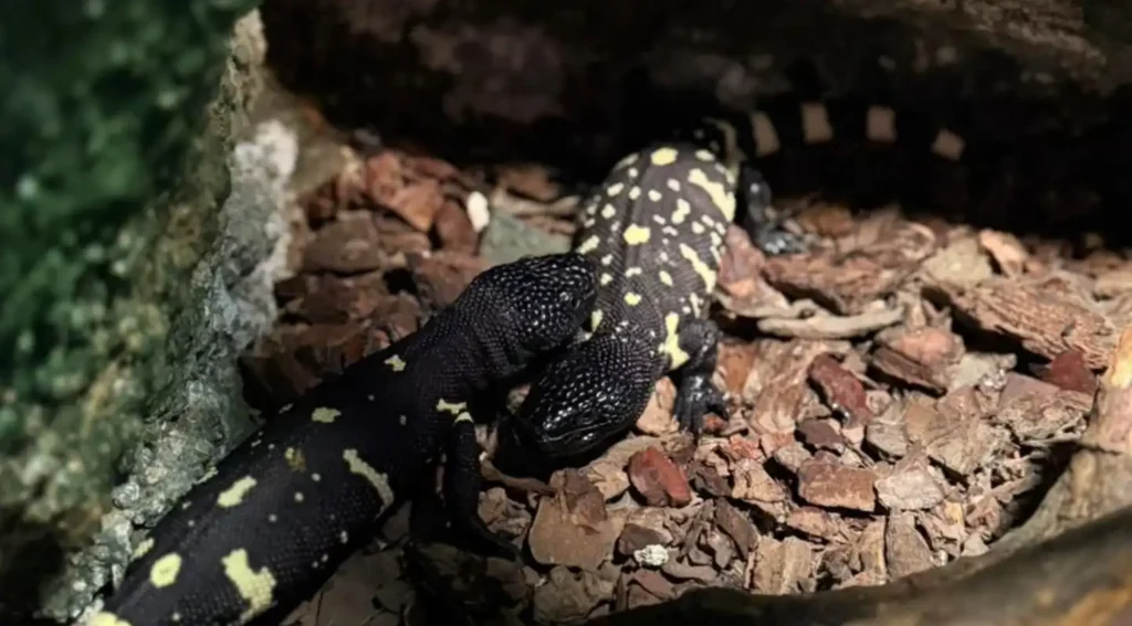 Histórico nacimiento de tres crías de Heloderma charlesbogerti fortalece la conservación de uno de los reptiles más amenazados del planeta