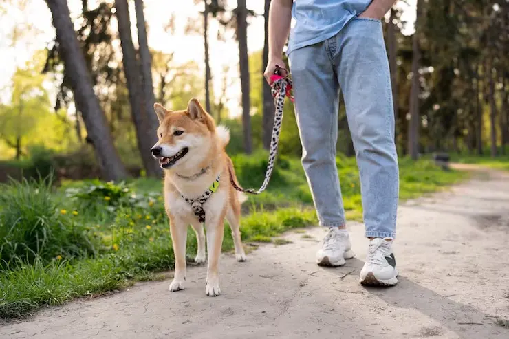 ¿Qué pasa si no paseas a tu perro? Estas son las consecuencias para su salud y comportamiento Paseo perro, foto: Freepik