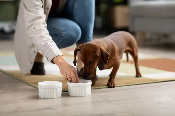 ¿Cada cuánto debes cambiar el agua y lavar el recipiente de tu mascota? Esto recomiendan los expertos perro tomando agua. Foto: Freepik