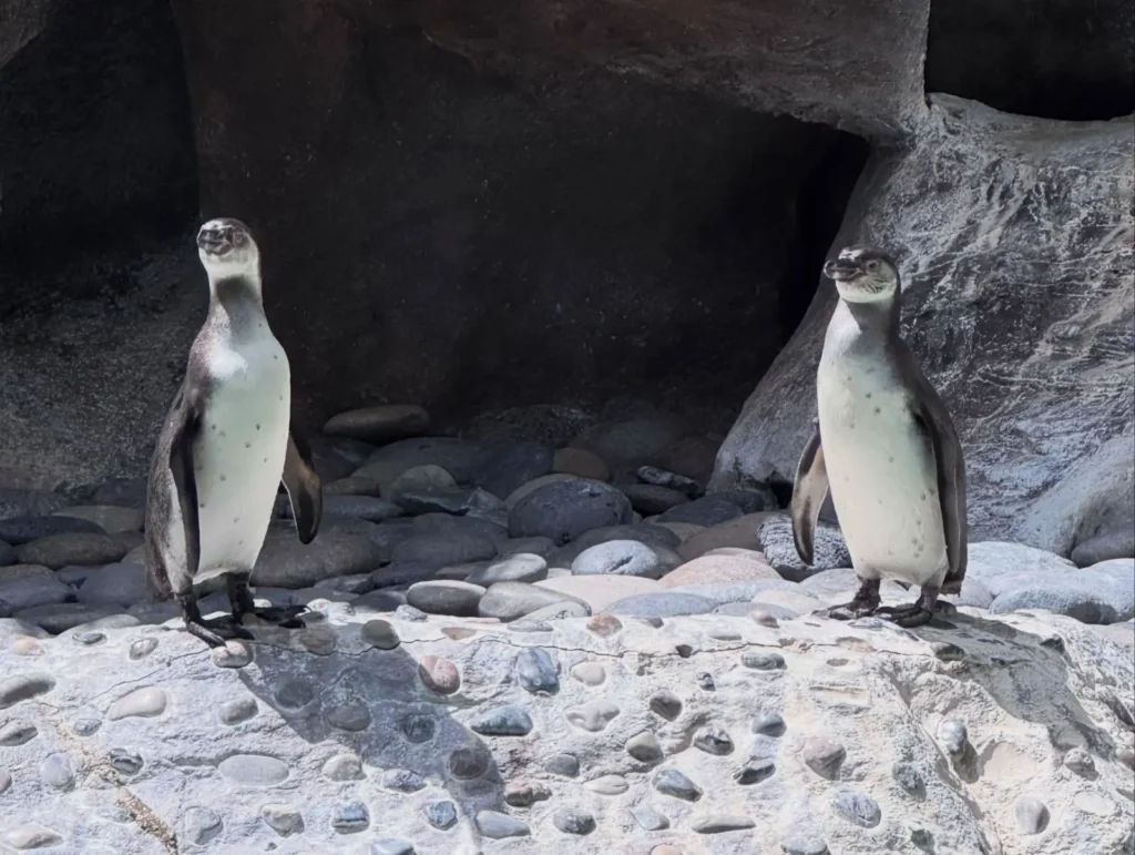 Los visitantes ya pueden acercarse al área de pingüinos para conocer a estos nuevos habitantes y aprender más sobre la especie, su cuidado y la importancia de preservar su hábitat natural.