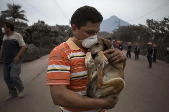 Así puedes cuidar a tus mascotas y proteger su salud Ceniza mascotas. Foto: YouTube