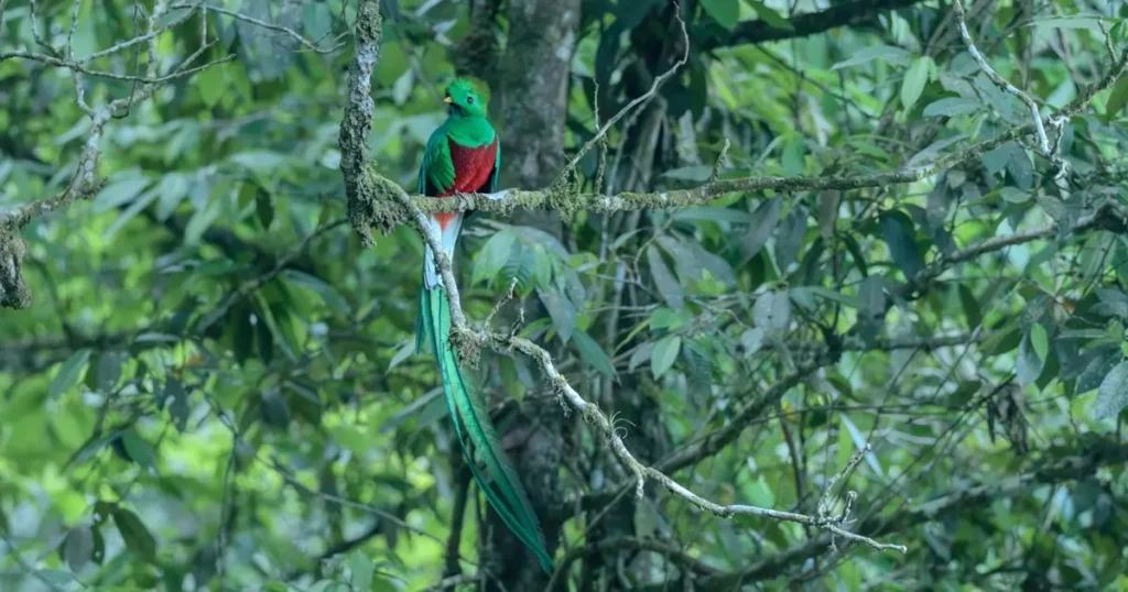 ¡Orgullo patrio! Guatemala celebra el Día Nacional del Quetzal, el majestuoso símbolo de nuestra libertad