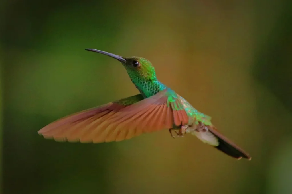 ¿Cómo logra el colibrí quedarse suspendido en el aire? Este es el secreto de su vuelo. Foto: Pixabay